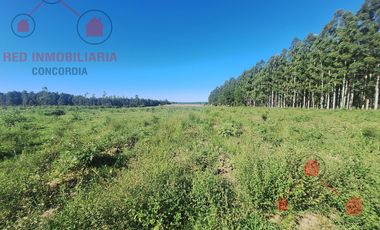 CAMPO EN VENTA, BUENOS ACCESOS, CERCA DE PUEBLO LA CRIOLLA
