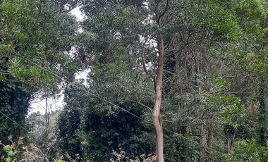 Terreno en  Bosque Peralta Ramos