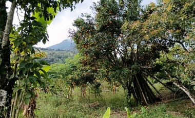 Venta finca en Fredonia suroeste antioqueño
