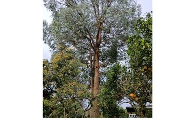 Venta finca en Fredonia suroeste antioqueño