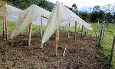 Venta finca en Fredonia suroeste antioqueño