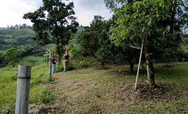 Venta finca en Fredonia suroeste antioqueño