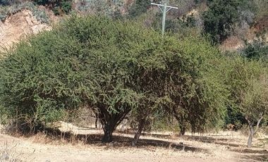 VENTA DE GRAN TERRENO DE 8,5 HA EN TANTEHUE MELIPILLA