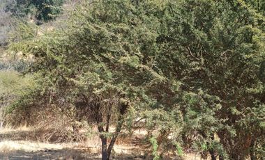 VENTA DE GRAN TERRENO DE 8,5 HA EN TANTEHUE MELIPILLA