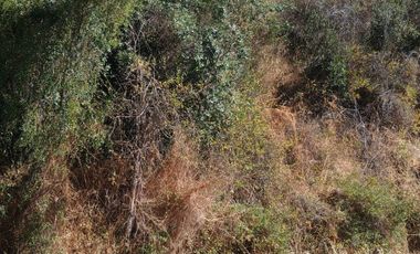 VENTA DE GRAN TERRENO DE 8,5 HA EN TANTEHUE MELIPILLA