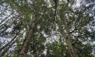 TERRENO 30 HA CON REFUGIO LAGO TARAHUIN CHONCHI