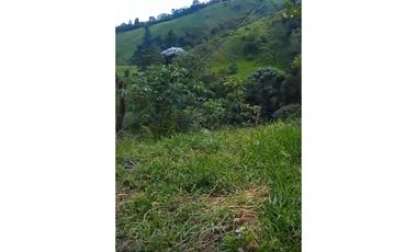 FINCA PRODUCTIVA EN VENTA LA QUISQUINA, PALMIRA VALLE DEL CAUCA