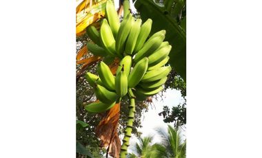 Finca en venta de 2,300 m² en Lídice de Capira, Panamá Oeste
