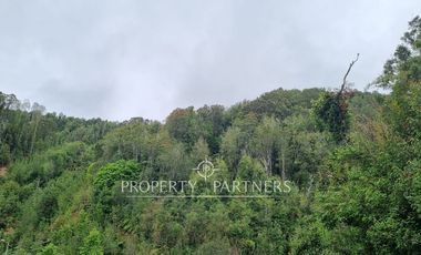 Gran predio forestal de 640 hectáreas a solo 15 km de Castro, Chiloé