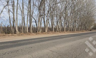 Alquiler de 1 Hectárea con frente de ruta, Añelo
