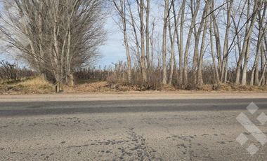 Alquiler de 1 Hectárea con frente de ruta, Añelo