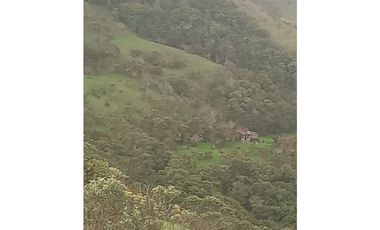 FINCA PRODUCTIVA EN VENTA TENERIFE EL CERRITO VALLE  254 Hectáreas