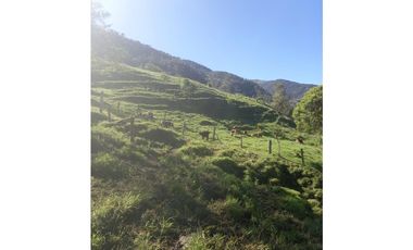 FINCA PRODUCTIVA EN VENTA TENERIFE EL CERRITO VALLE  254 Hectáreas