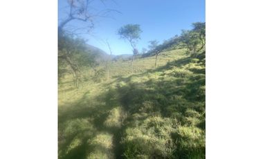 FINCA PRODUCTIVA EN VENTA TENERIFE EL CERRITO VALLE  254 Hectáreas