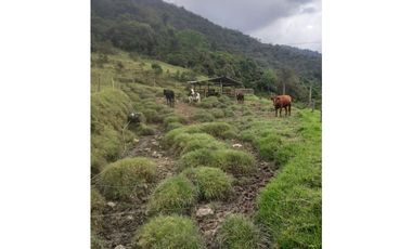 FINCA PRODUCTIVA EN VENTA TENERIFE EL CERRITO VALLE  254 Hectáreas