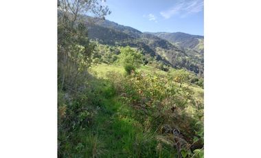 FINCA PRODUCTIVA EN VENTA TENERIFE EL CERRITO VALLE  254 Hectáreas