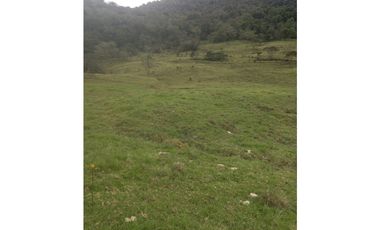 FINCA PRODUCTIVA EN VENTA TENERIFE EL CERRITO VALLE  254 Hectáreas