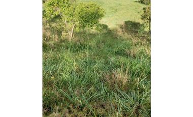 FINCA PRODUCTIVA EN VENTA TENERIFE EL CERRITO VALLE  254 Hectáreas