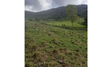 FINCA PRODUCTIVA EN VENTA TENERIFE EL CERRITO VALLE  254 Hectáreas