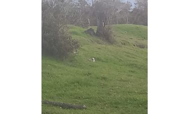 FINCA PRODUCTIVA EN VENTA TENERIFE EL CERRITO VALLE  254 Hectáreas