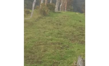 FINCA PRODUCTIVA EN VENTA TENERIFE EL CERRITO VALLE  254 Hectáreas