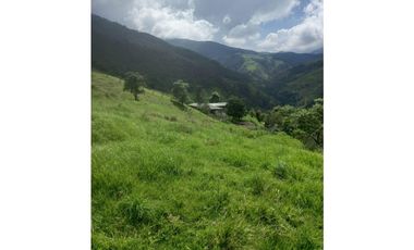 FINCA PRODUCTIVA EN VENTA TENERIFE EL CERRITO VALLE  254 Hectáreas