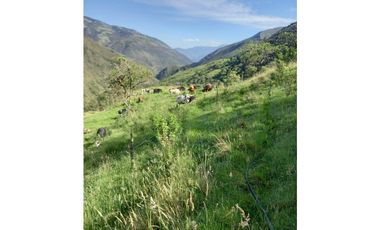 FINCA PRODUCTIVA EN VENTA TENERIFE EL CERRITO VALLE  254 Hectáreas