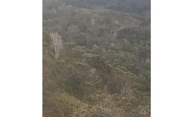 FINCA PRODUCTIVA EN VENTA TENERIFE EL CERRITO VALLE  254 Hectáreas