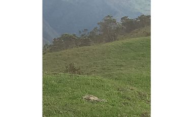 FINCA PRODUCTIVA EN VENTA TENERIFE EL CERRITO VALLE  254 Hectáreas
