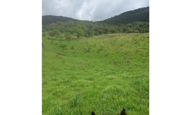 FINCA PRODUCTIVA EN VENTA TENERIFE EL CERRITO VALLE  254 Hectáreas