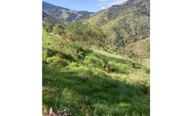 FINCA PRODUCTIVA EN VENTA TENERIFE EL CERRITO VALLE  254 Hectáreas