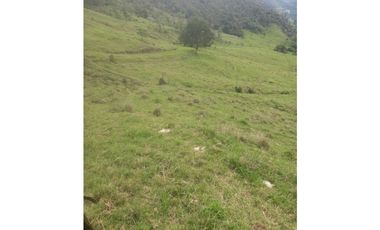 FINCA PRODUCTIVA EN VENTA TENERIFE EL CERRITO VALLE  254 Hectáreas
