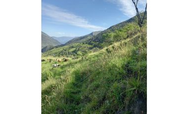 FINCA PRODUCTIVA EN VENTA TENERIFE EL CERRITO VALLE  254 Hectáreas