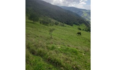 FINCA PRODUCTIVA EN VENTA TENERIFE EL CERRITO VALLE  254 Hectáreas