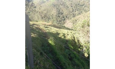 FINCA PRODUCTIVA EN VENTA TENERIFE EL CERRITO VALLE  254 Hectáreas