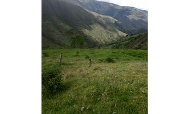 FINCA PRODUCTIVA EN VENTA TENERIFE EL CERRITO VALLE  254 Hectáreas