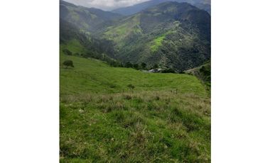 FINCA PRODUCTIVA EN VENTA TENERIFE EL CERRITO VALLE  254 Hectáreas