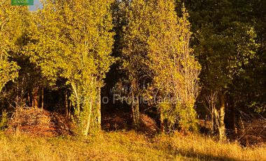 PARCELA 14000 MTS 2 SECTOR RIO BLANCO FRESIA