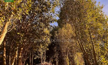 PARCELA 14000 MTS 2 SECTOR RIO BLANCO FRESIA