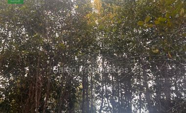 PARCELA 14000 MTS 2 SECTOR RIO BLANCO FRESIA