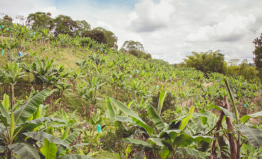 Se Alquila Finca Para Desarrollo  Turístico  Sembrada En Plátano