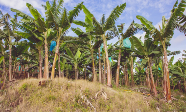 Se Alquila Finca Para Desarrollo  Turístico  Sembrada En Plátano