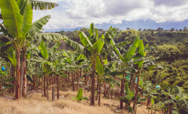 Se Alquila Finca Para Desarrollo  Turístico  Sembrada En Plátano