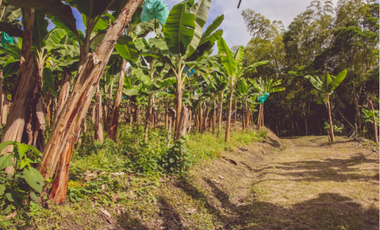 Se Alquila Finca Para Desarrollo  Turístico  Sembrada En Plátano