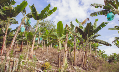 Se Alquila Finca Para Desarrollo  Turístico  Sembrada En Plátano