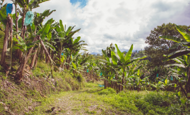 Se Alquila Finca Para Desarrollo  Turístico  Sembrada En Plátano