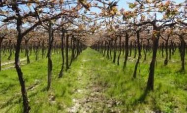 Agrícola en Venta en Camino La Vega-Rincón de Ubilla