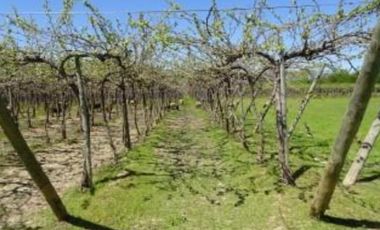 Agrícola en Venta en Camino La Vega-Rincón de Ubilla
