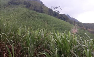 MAAT vende Finca,  EL Hatillo-Guaduas 41 Hectaras $2.100 Millones