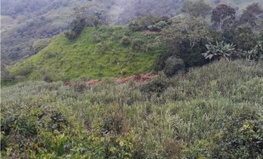 MAAT vende Finca,  EL Hatillo-Guaduas 41 Hectaras $2.100 Millones